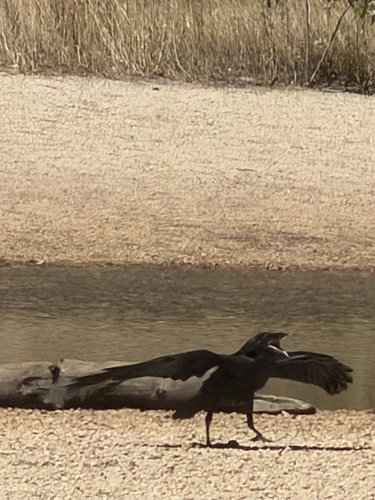 iNaturalist observation photo of Common Raven