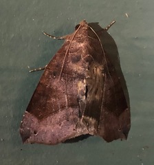 Bastilla hamatilis