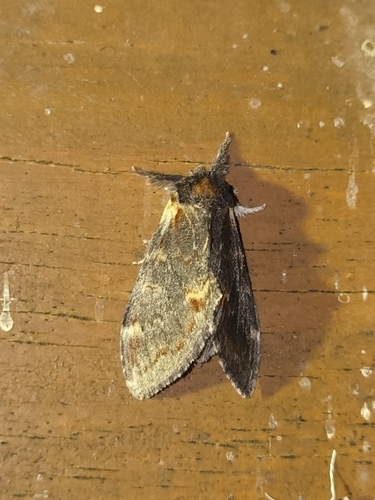 Iron Prominent