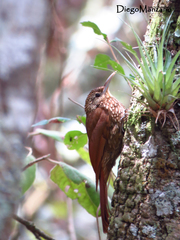 Lepidocolaptes affinis