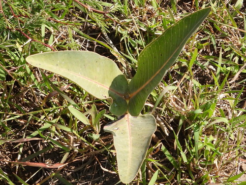 Asclepias glaucescens, photograph 6