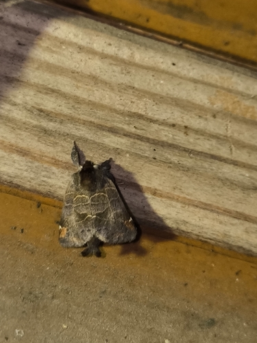 Small Chocolate-tip