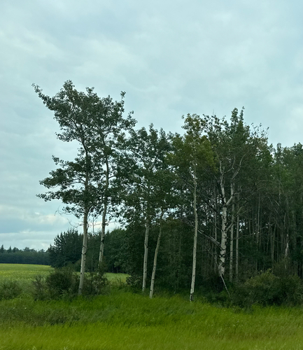 quaking aspen