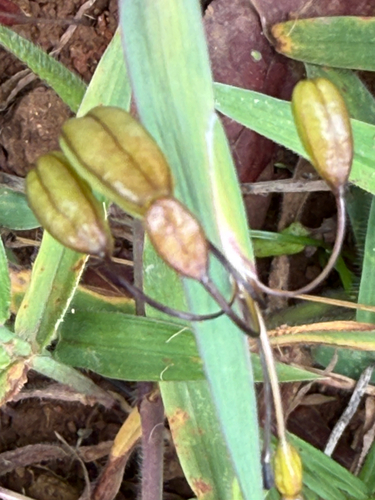 Sisyrinchium tinctorium