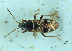 Paramyocara iridescens