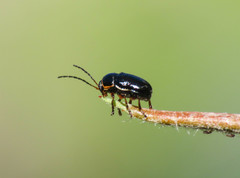 Cryptocephalus flavipes