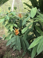 Heliconia longiflora