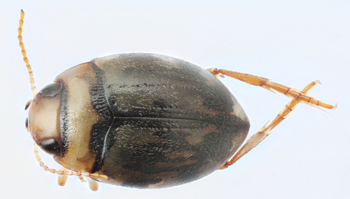 Clarkhydrus falli