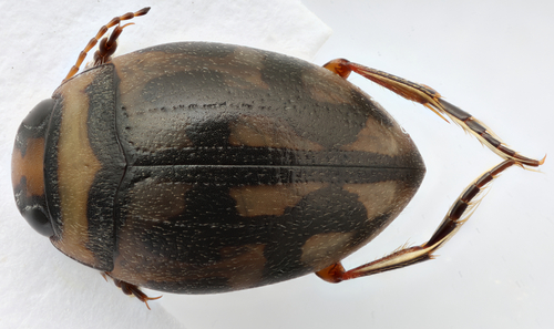 Clarkhydrus spectabilis