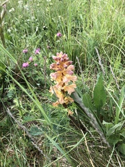 Orobanche lutea