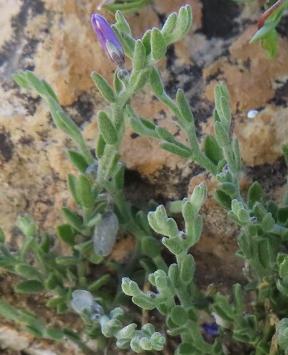 Hebecarpa macradenia