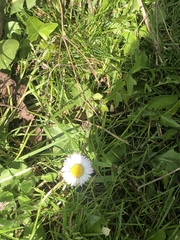 Bellis perennis