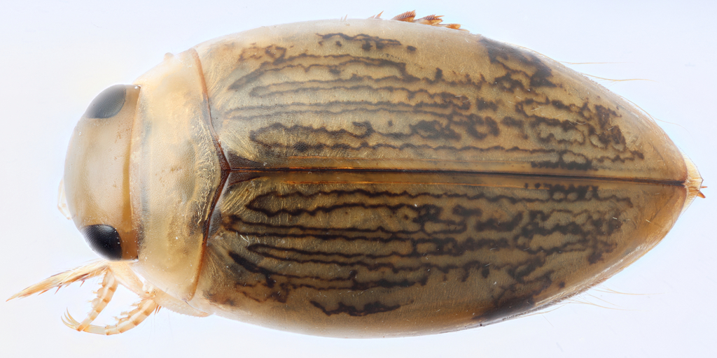 Laccophilus sonorensis