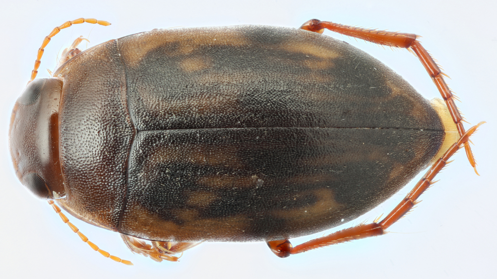 Neoporus arizonicus