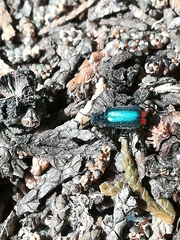 Malachius bipustulatus