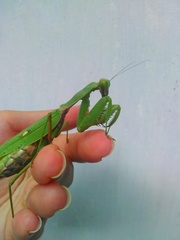 Hierodula patellifera