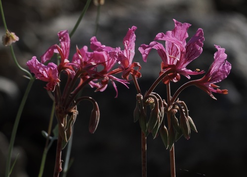 Pelargonium endlicherianum, photograph 6