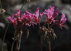 Pelargonium endlicherianum, photograph desertnaturalist, CC BY, iNaturalist via GBIF