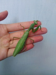 Hierodula patellifera