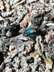 Malachius bipustulatus