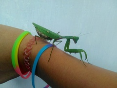 Hierodula patellifera