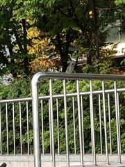 Hypsipetes amaurotis