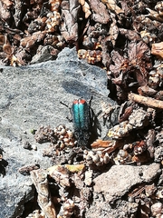 Malachius bipustulatus