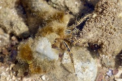 Clibanarius eurysternus