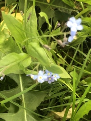 Myosotis scorpioides