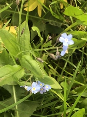 Myosotis scorpioides