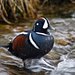 Harlequin Ducks - Photo (c) Ã“lafur Larsen, some rights reserved (CC BY-SA)