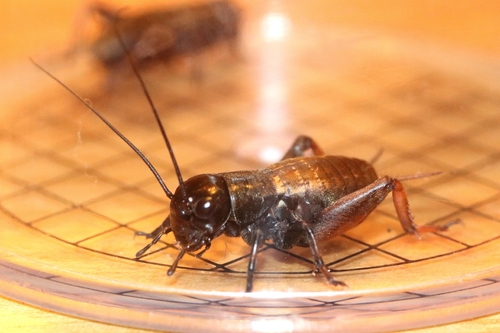 Echte Grillen