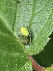Araniella cucurbitina