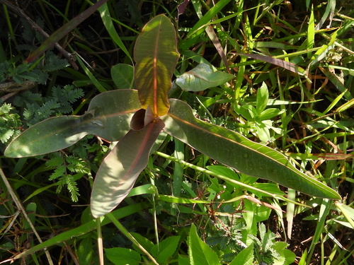 Asclepias glaucescens, photograph 5