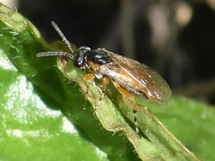 Athalia cordata