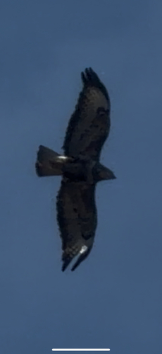 Common Buzzard