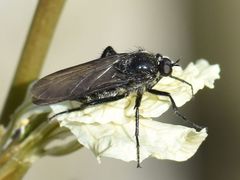 Empis ciliata