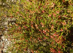 Dodonaea hexandra