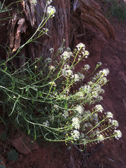 Lepidium montanum