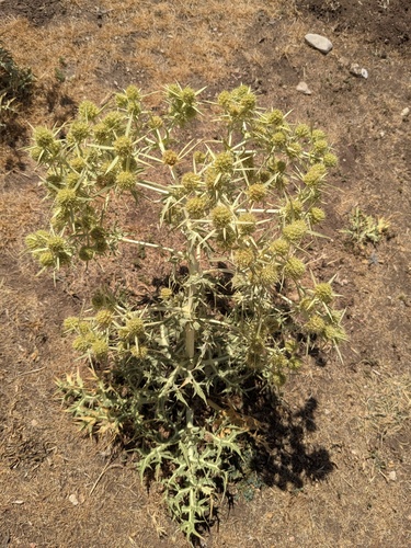 Field Eryngo