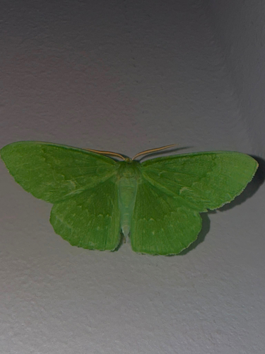 Large Emerald