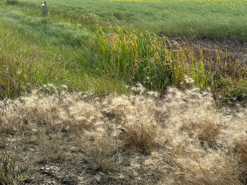 Foxtail Barley