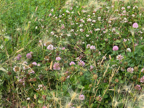 Red Clover