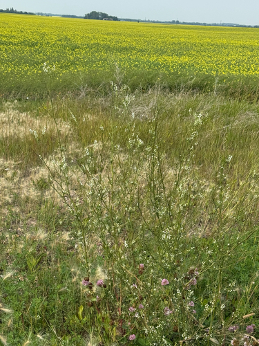 White Sweetclover