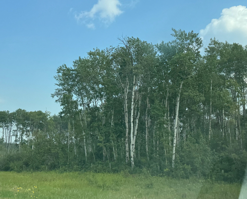 quaking aspen