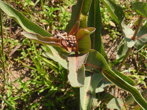 Asclepias glaucescens, photograph 4