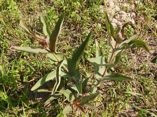 Asclepias glaucescens, photograph 3