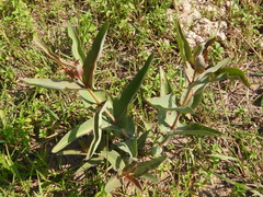 Asclepias glaucescens, photograph (c) Oscar Alejandro Morales Juárez, some rights reserved (CC BY-SA)