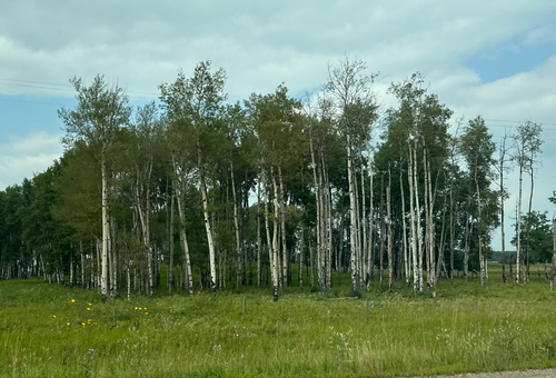 quaking aspen
