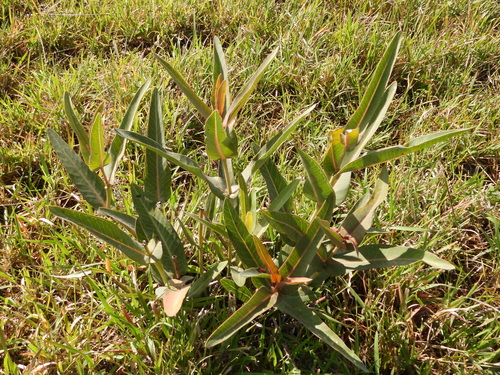 Asclepias glaucescens, photograph 2